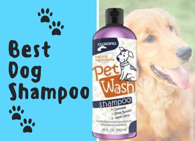 Best Dog Shampoo