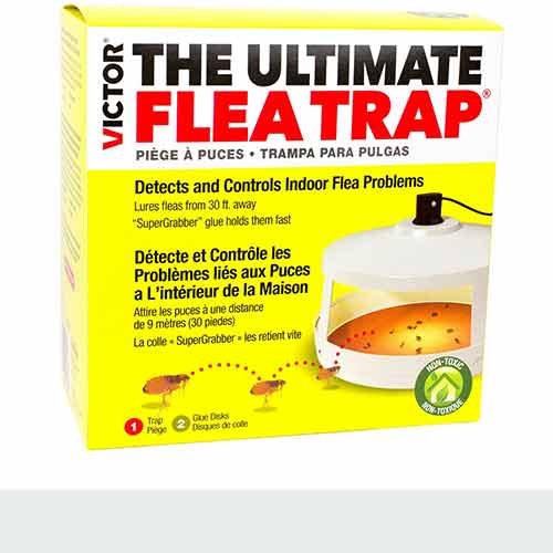 Best Flea Bomb Reviews 2023