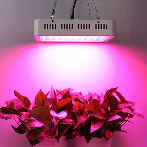 Best led grow light for the money